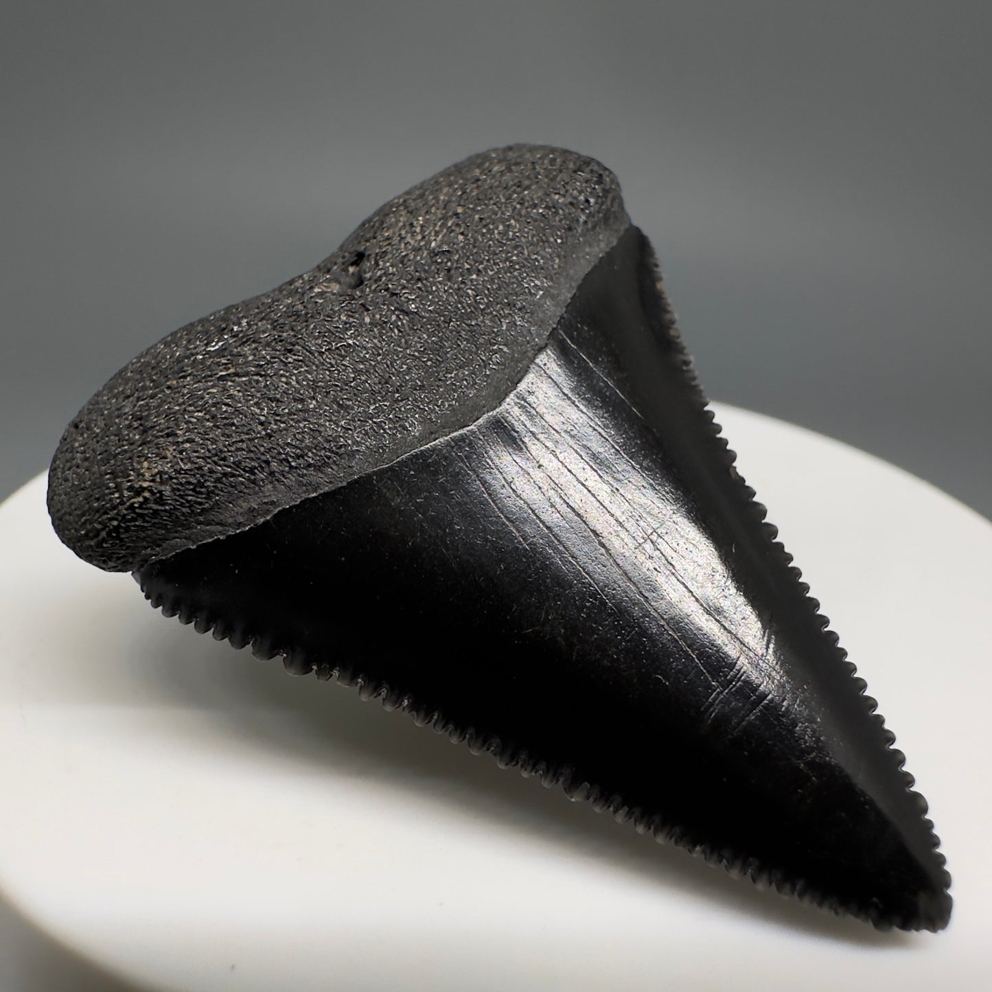 Jet Black, sharply serrated 1.67" Fossil Great White Tooth from Sarasota, Florida