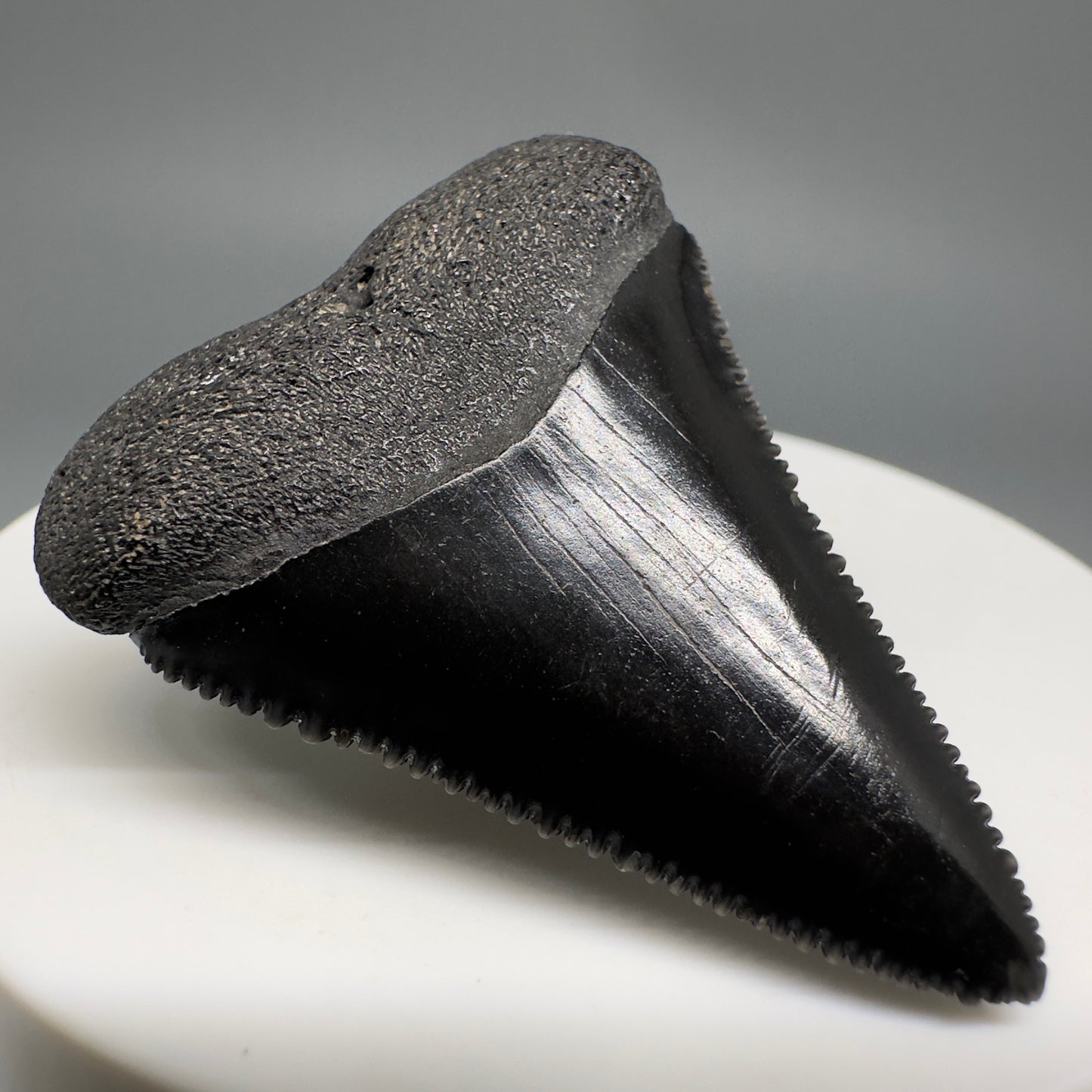 Jet Black, sharply serrated 1.67" Fossil Great White Tooth from Sarasota, Florida GW1207 - Front Left
