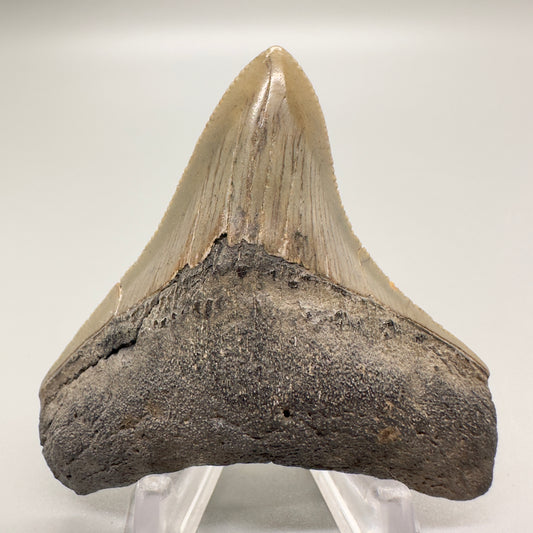 Megalodon tooth 2.45 inch from southeastern Georgia CM4501 front