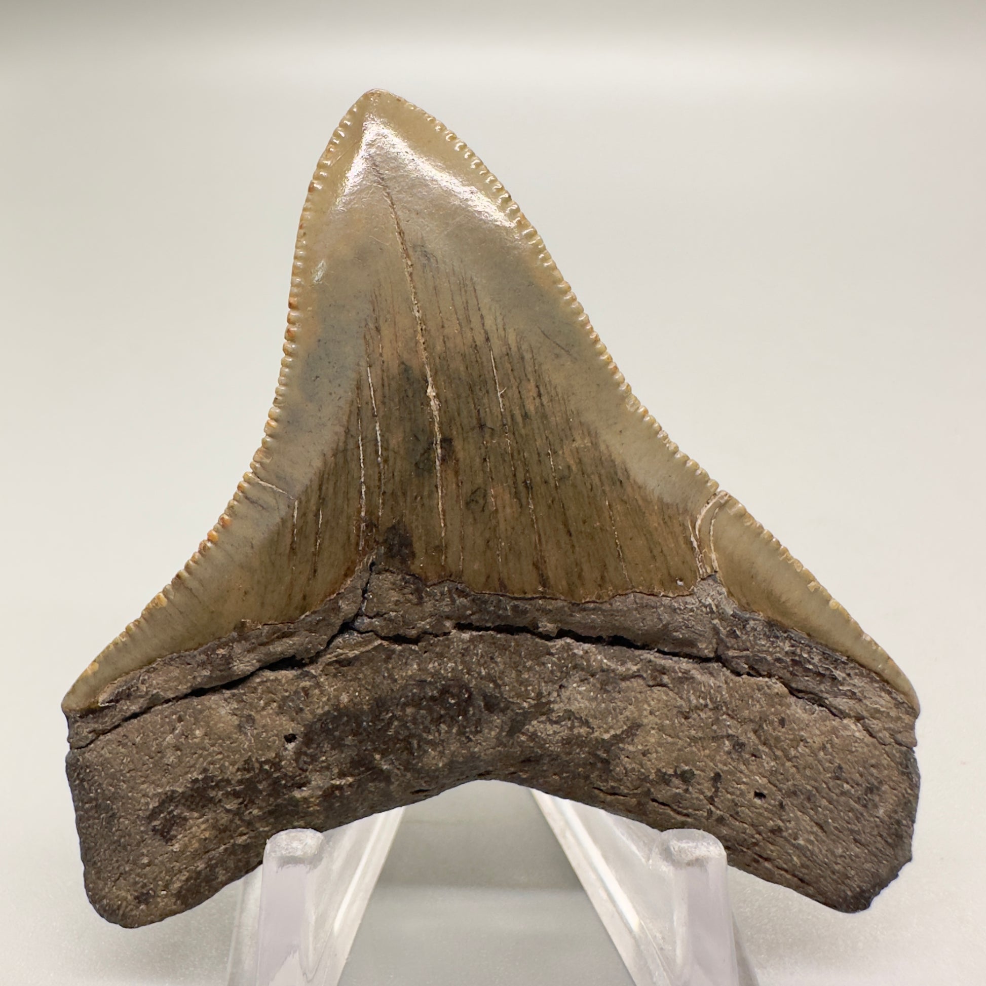 Megalodon tooth 2.45 inch from southeastern Georgia CM4501 back