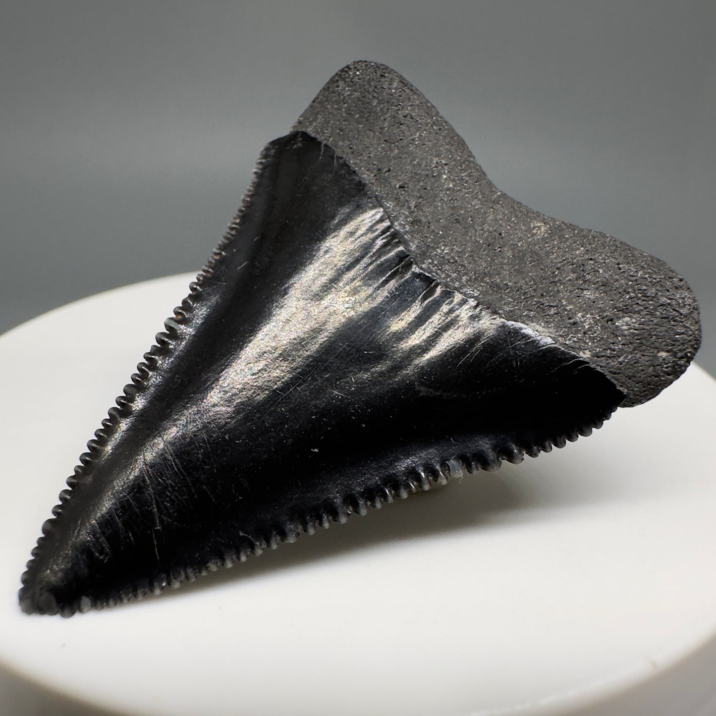 Jet Black, sharply serrated 1.67" Fossil Great White Tooth from Sarasota, Florida GW1207 - Back Right