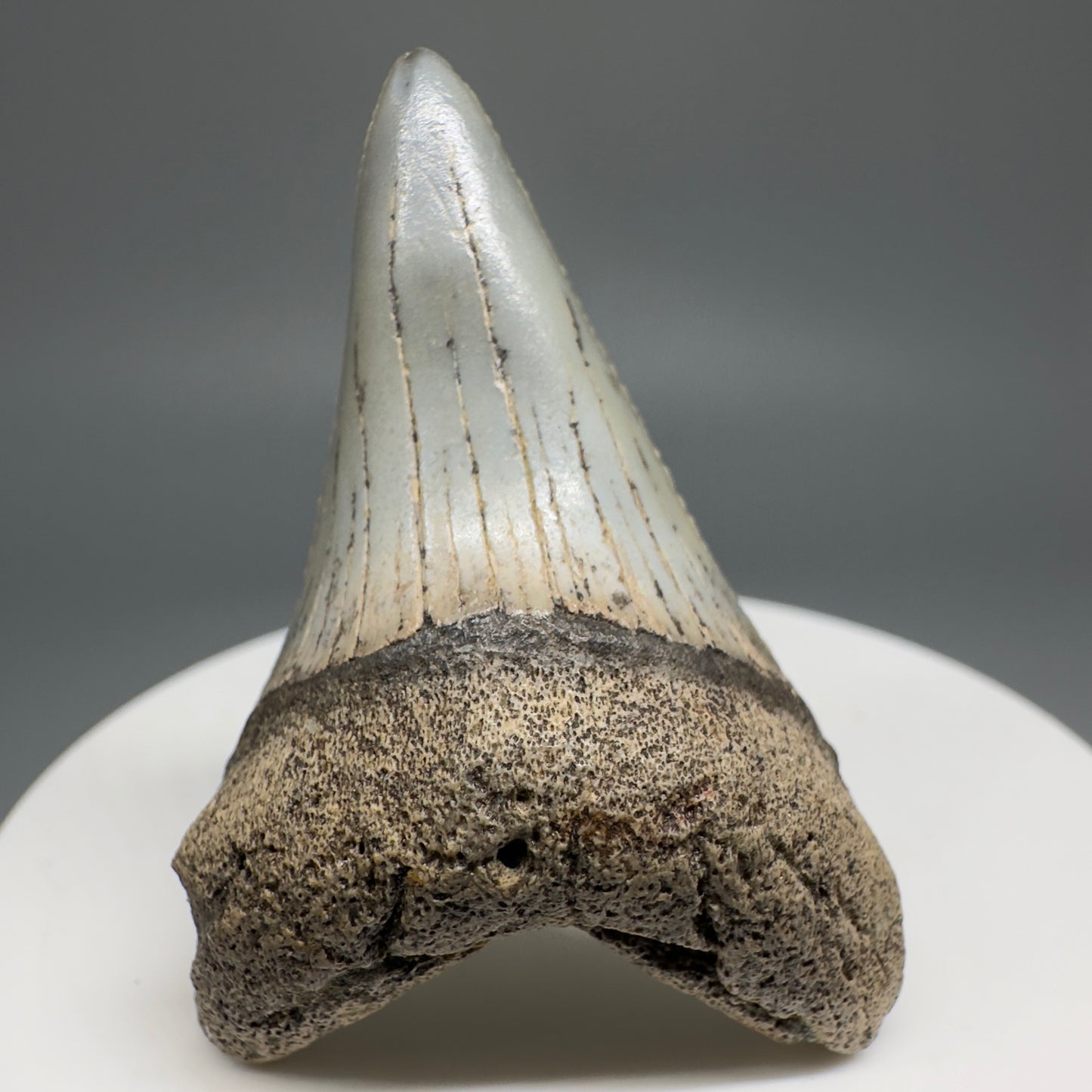 Rare Location Lower - Colorful 1.91" Fossil Great White Shark Tooth from Oceanside, California GW1204 - Front