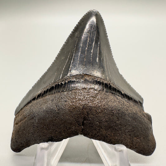 Black posterior 2.61 inch Megalodon tooth from Georgia CM4503 front