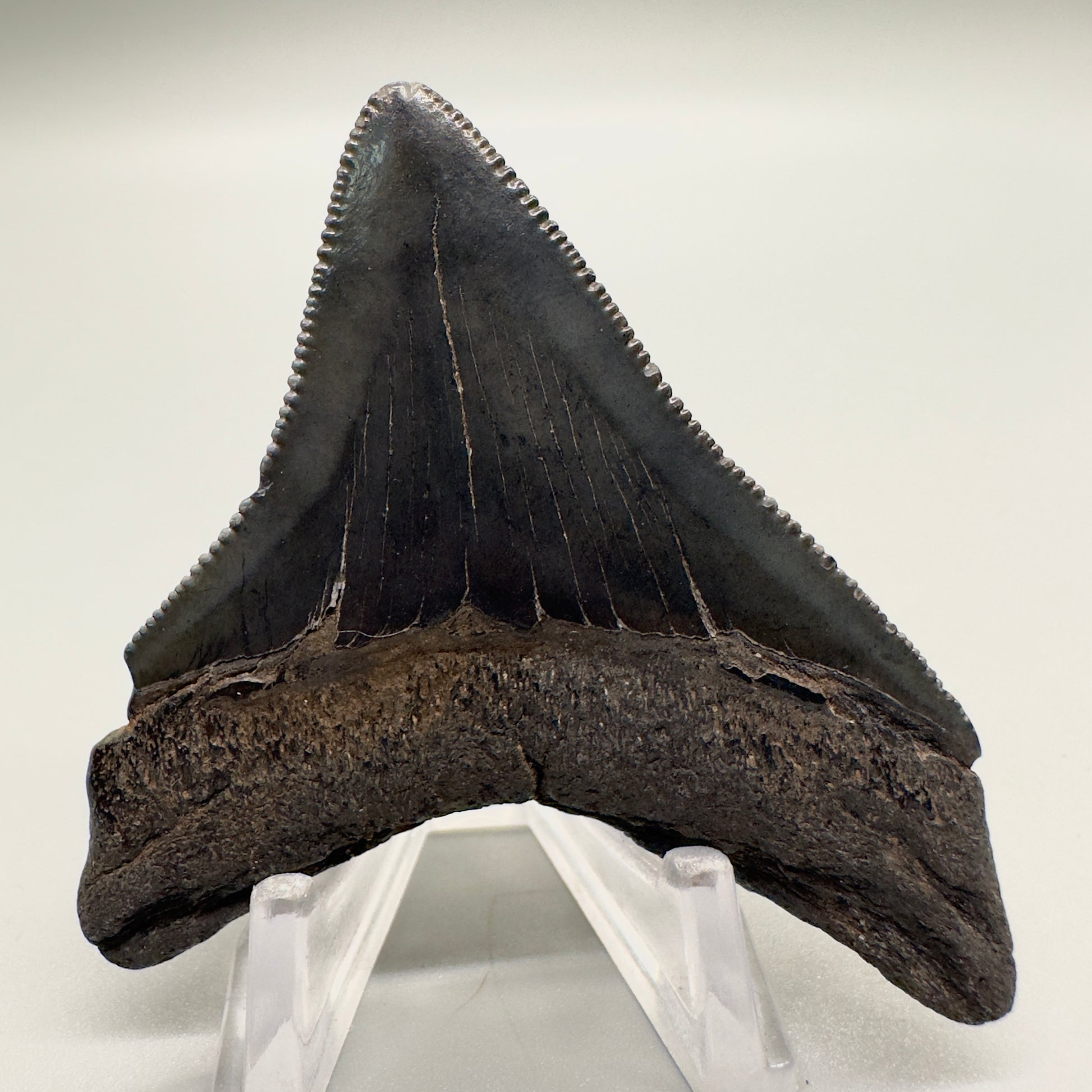 2.61" Sharply Serrated Black Posterior Megalodon Tooth Fossil from Southeastern Georgia back