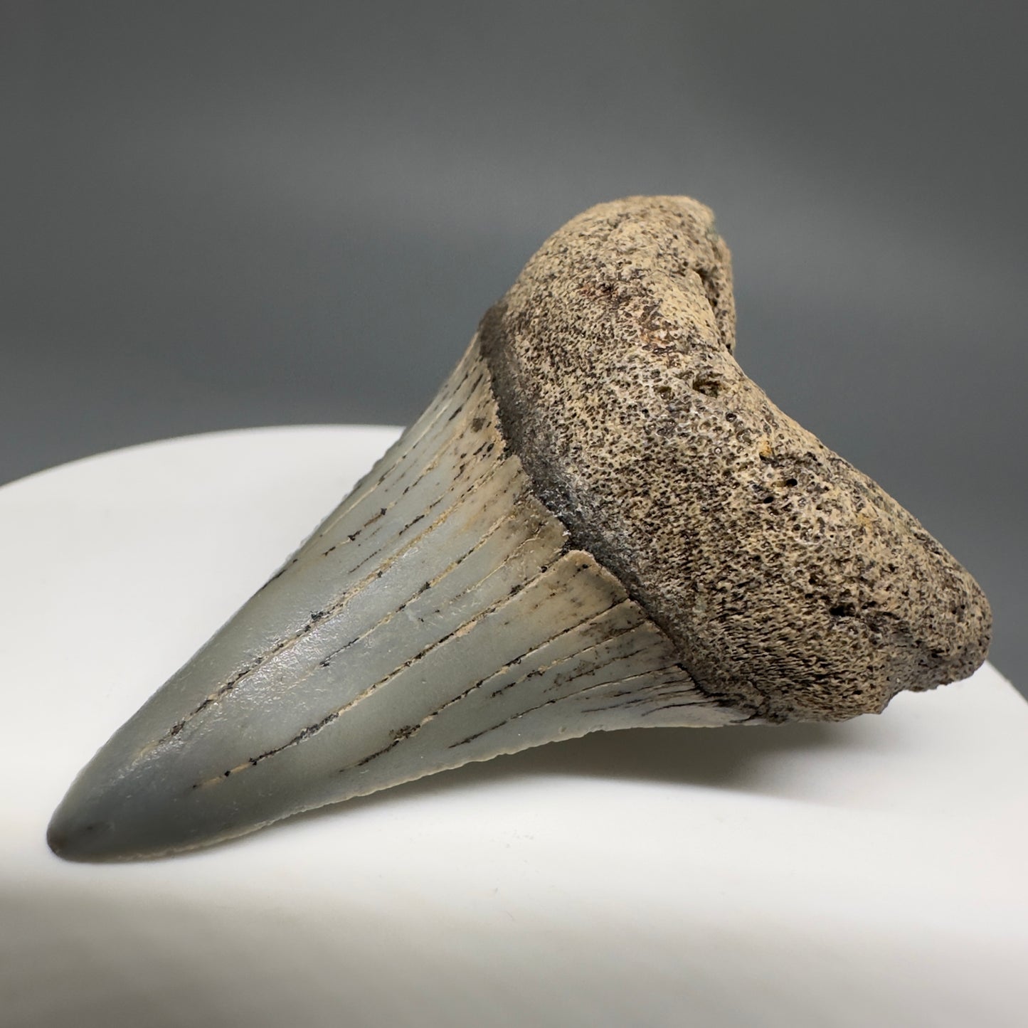 Rare Location Lower - Colorful 1.91" Fossil Great White Shark Tooth from Oceanside, California GW1204 - Front Right