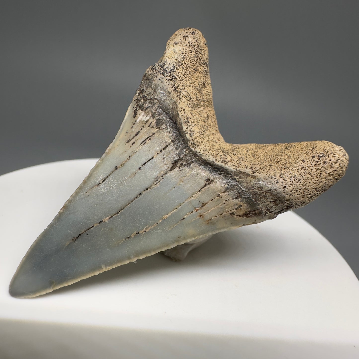 Rare Location Lower - Colorful 1.91" Fossil Great White Shark Tooth from Oceanside, California GW1204 - Back Right