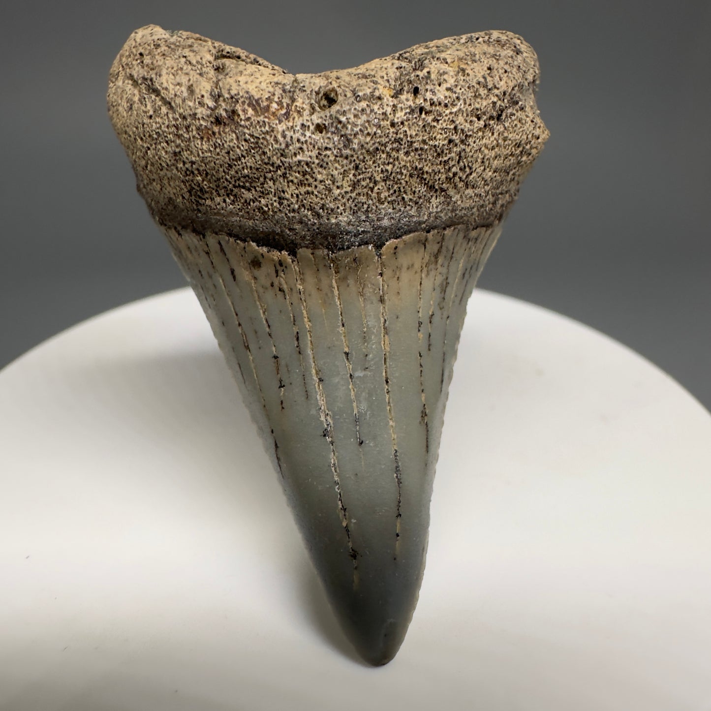 Rare Location Lower - Colorful 1.91" Fossil Great White Shark Tooth from Oceanside, California GW1204 - Front1