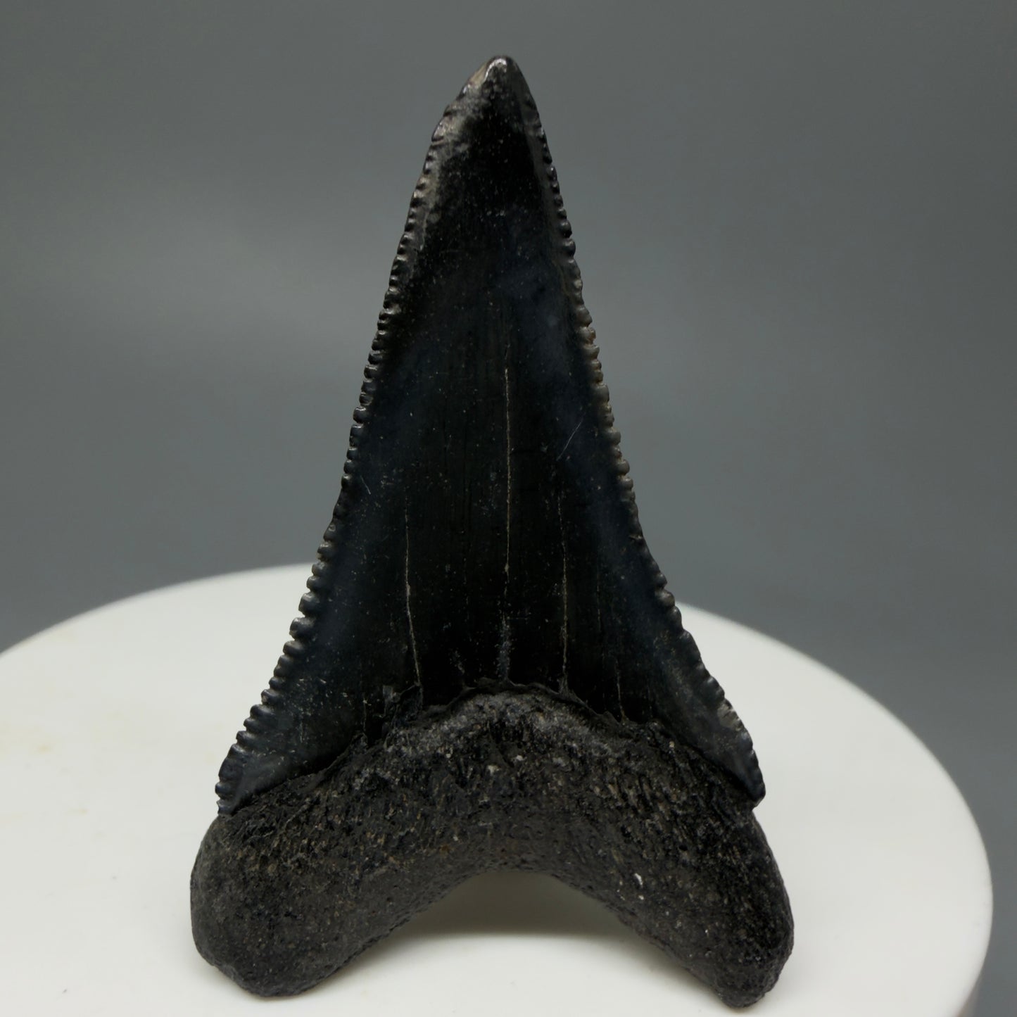 Back View Lower, sharply serrated 1.77" Fossil Great White Tooth for Sale GW1240
