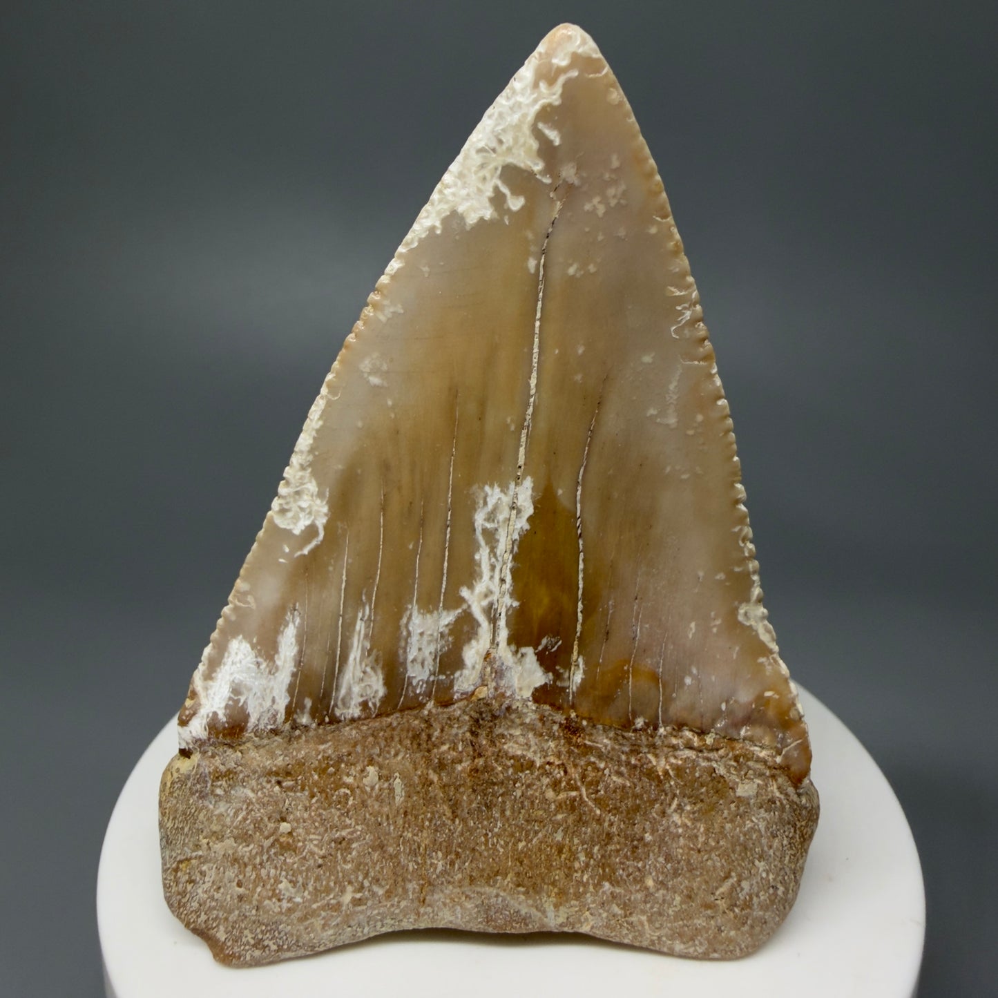 Back View HUGE - Colorful 2.84" Fossil Great White Shark Tooth from B. California GW1237