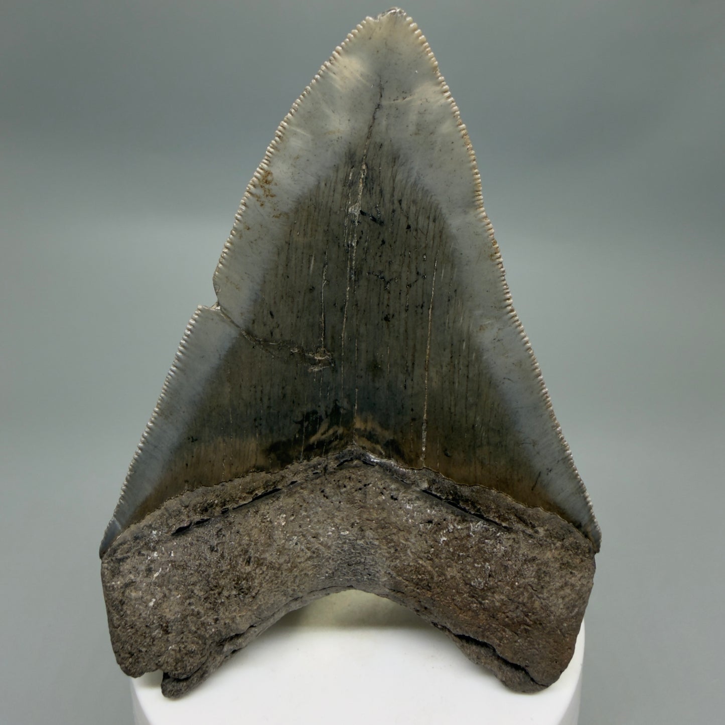 Back View Colorful, sharply serrated 3.75" Fossil Megalodon Tooth from South Carolina CM6328