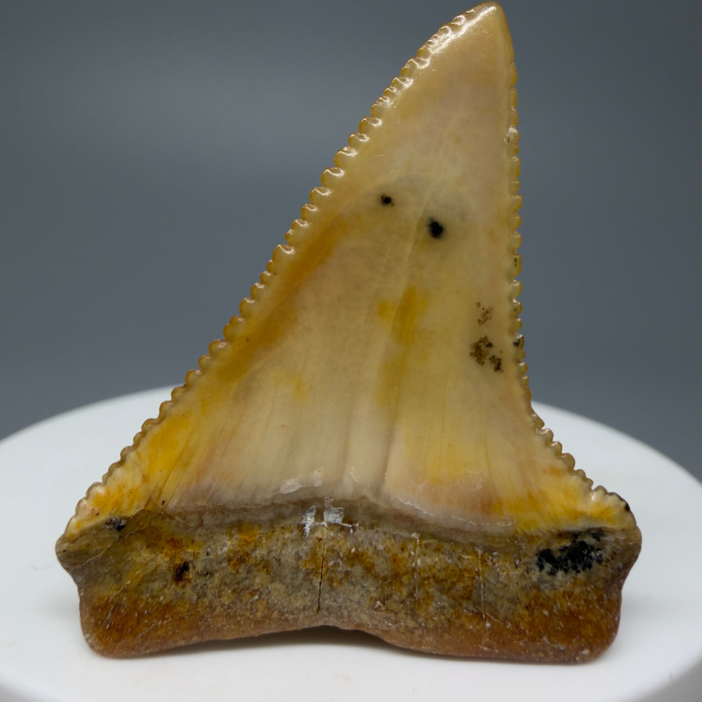 Back View Stunning, high quality 1.72" long Fossil Great White Tooth from the deserts of Peru GW1235