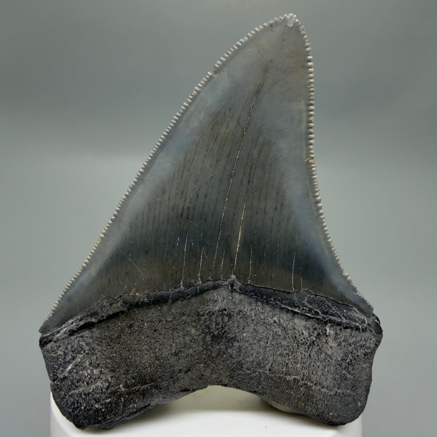 Back View Colorful, sharply serrated 3.25" Fossil Megalodon Tooth from South Carolina C6325