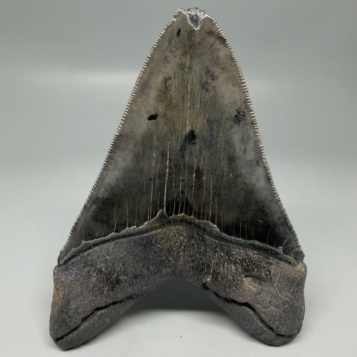 Back View Authentic Serrated 4.88" Megalodon Tooth from South Carolina – Great Shape CM6336