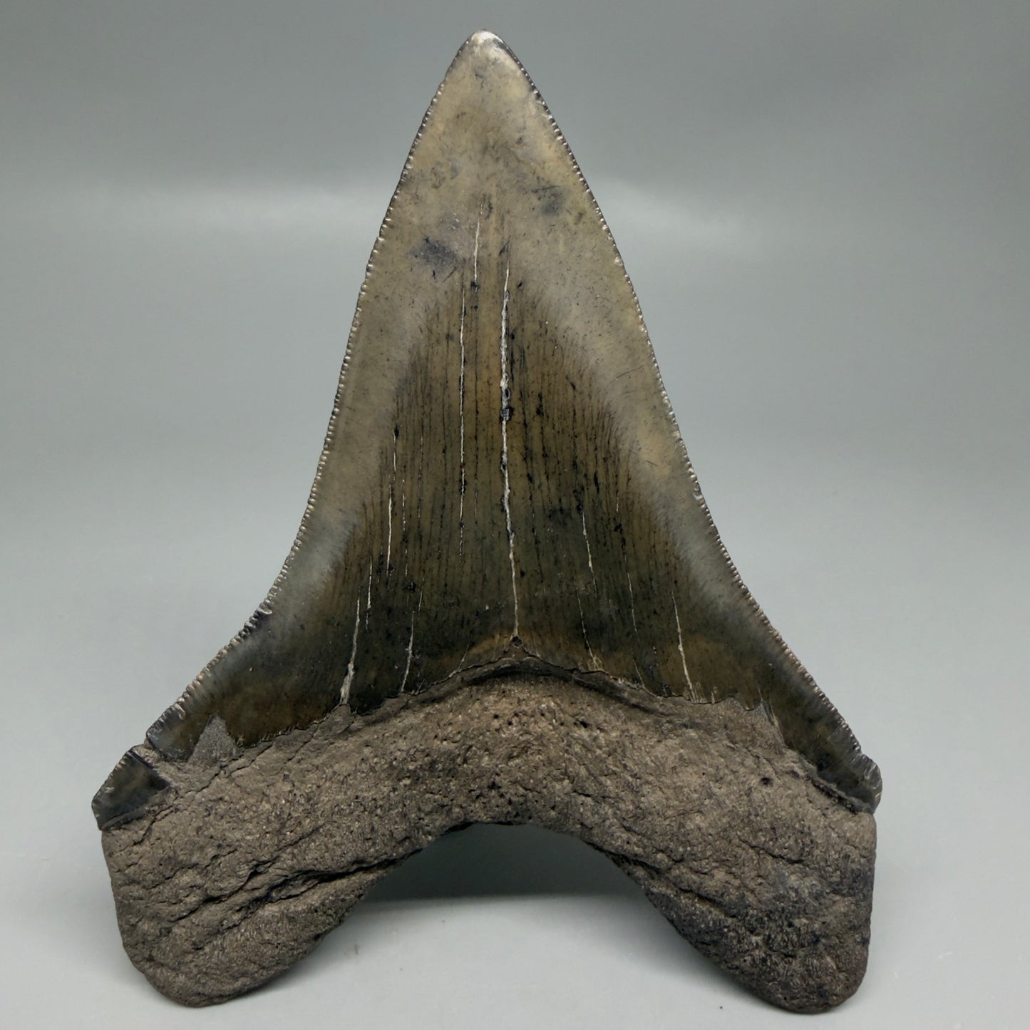Back View Great Shape Complete Lower 4.52" Megalodon Tooth from South Carolina CM6334