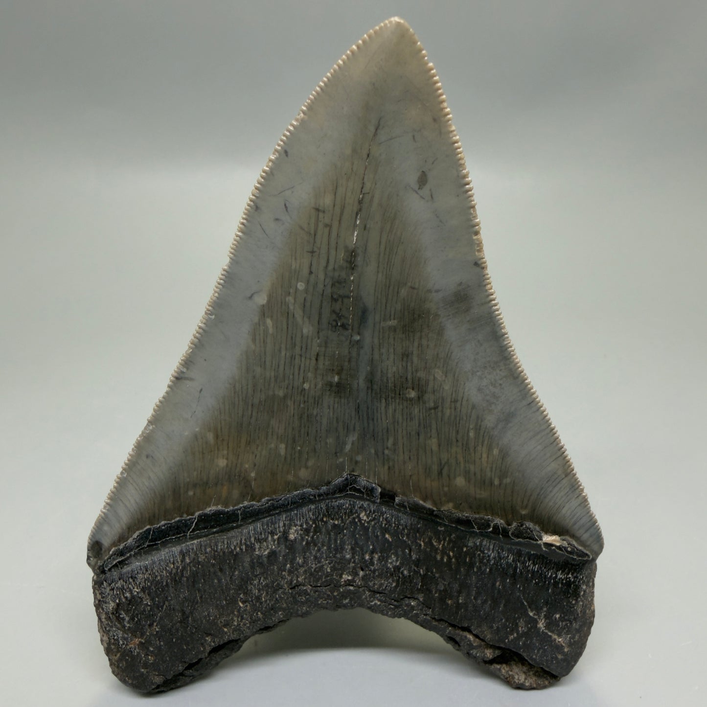 Back View Authentic Serrated 4.08" Megalodon Tooth from South Carolina – Great Shape CM6332