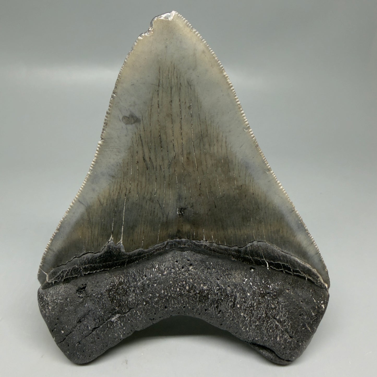 Back View Authentic Serrated 4.12" Megalodon Tooth from South Carolina – Great Shape CM6331