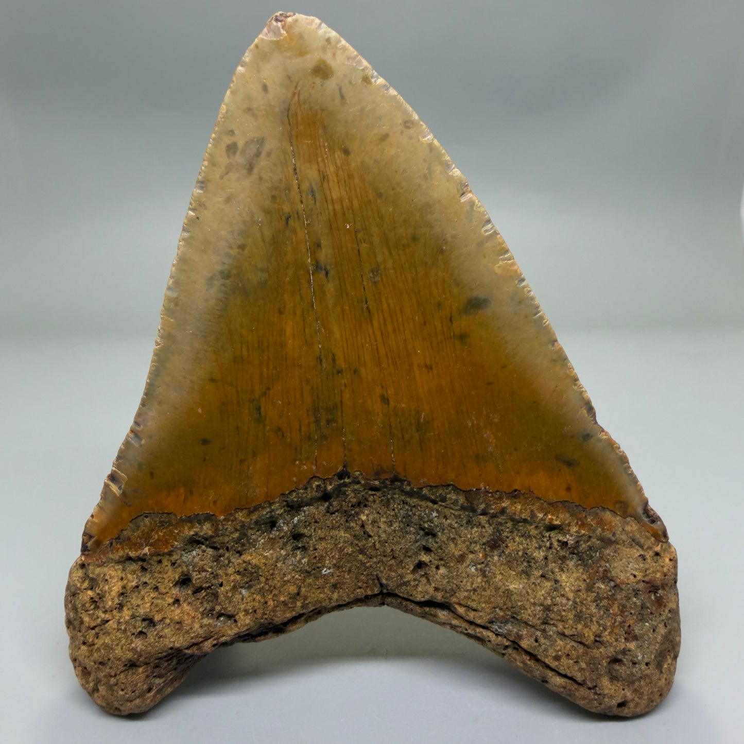 Back View Very Wide Shape 5.48" Authentic Megalodon Tooth – North Carolina Fossil | Carcharocles megalodon CM6322
