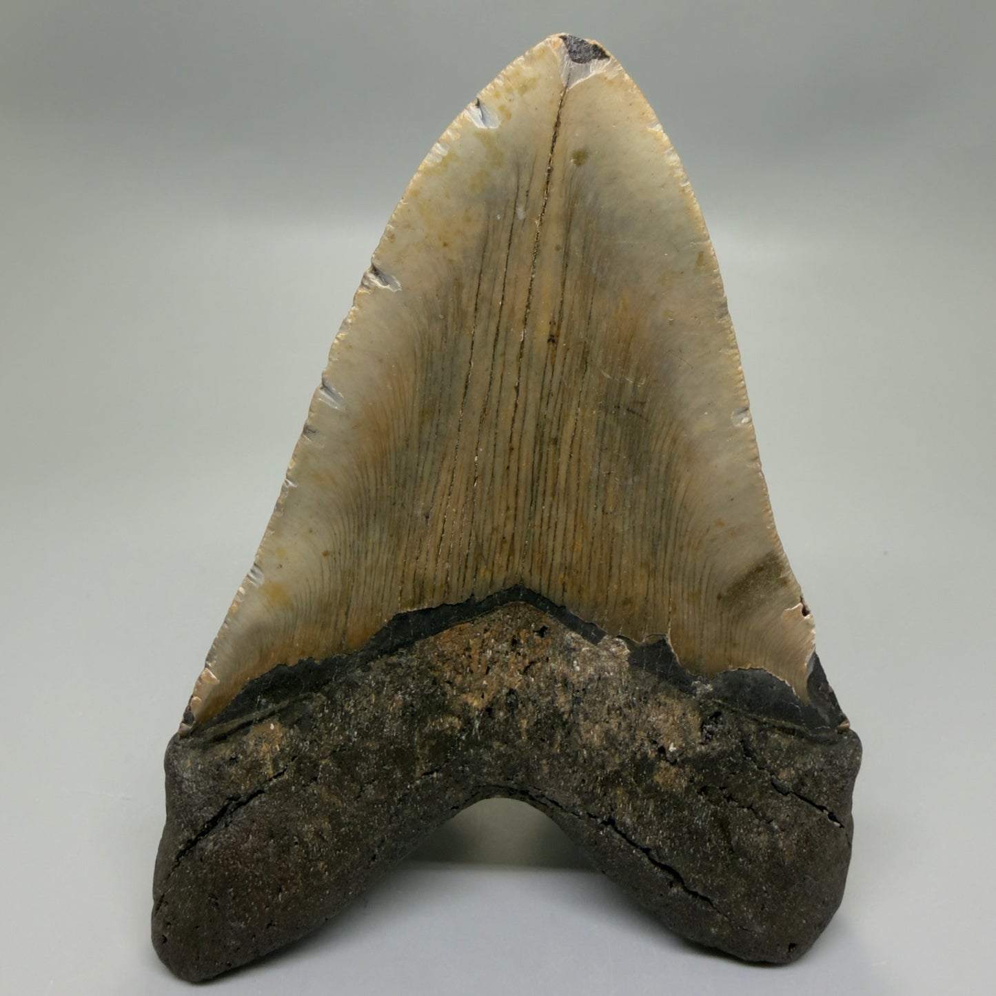 Back View Colorful 5.28" Authentic Megalodon Tooth – North Carolina Fossil | Carcharocles megalodon CM6320