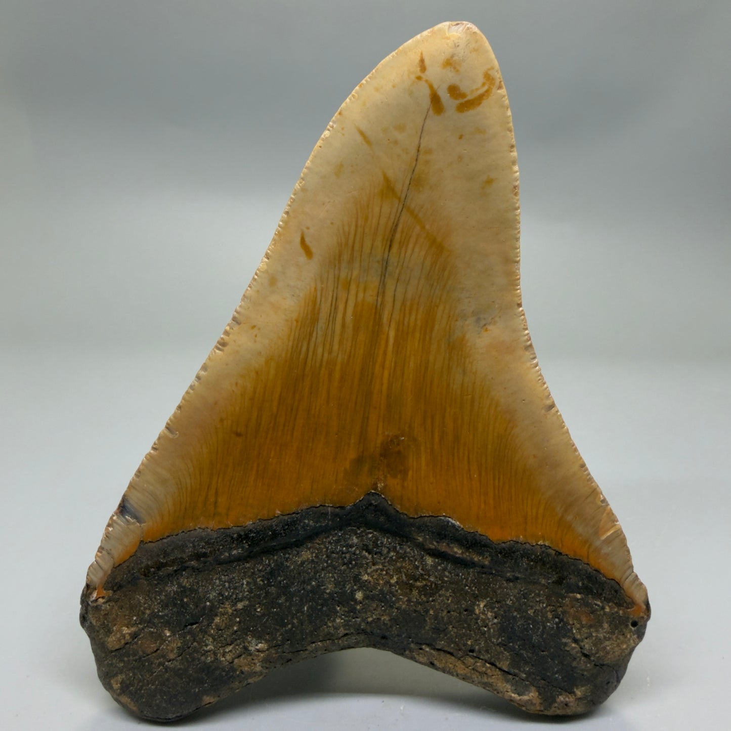 Back View Colorful 4.93" Authentic Megalodon Tooth – North Carolina Fossil | Carcharocles megalodon CM5318