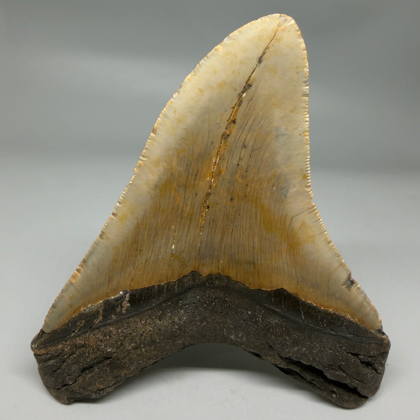 Back View Colorful 4.92" Authentic Megalodon Tooth – North Carolina Fossil | Carcharocles megalodon CM6317
