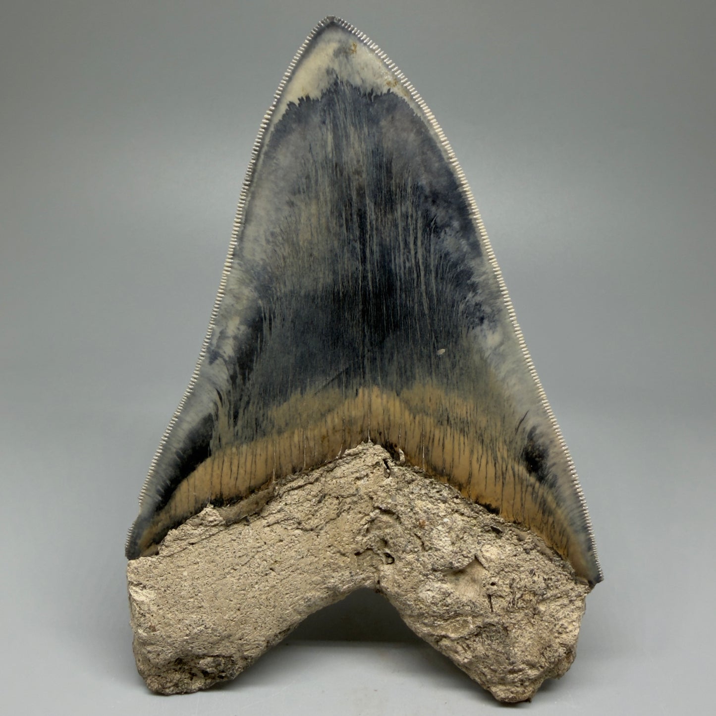 Back View Authentic, Great Quality 5.50″ Colorful Megalodon Tooth – West Java Indonesia CM5433
