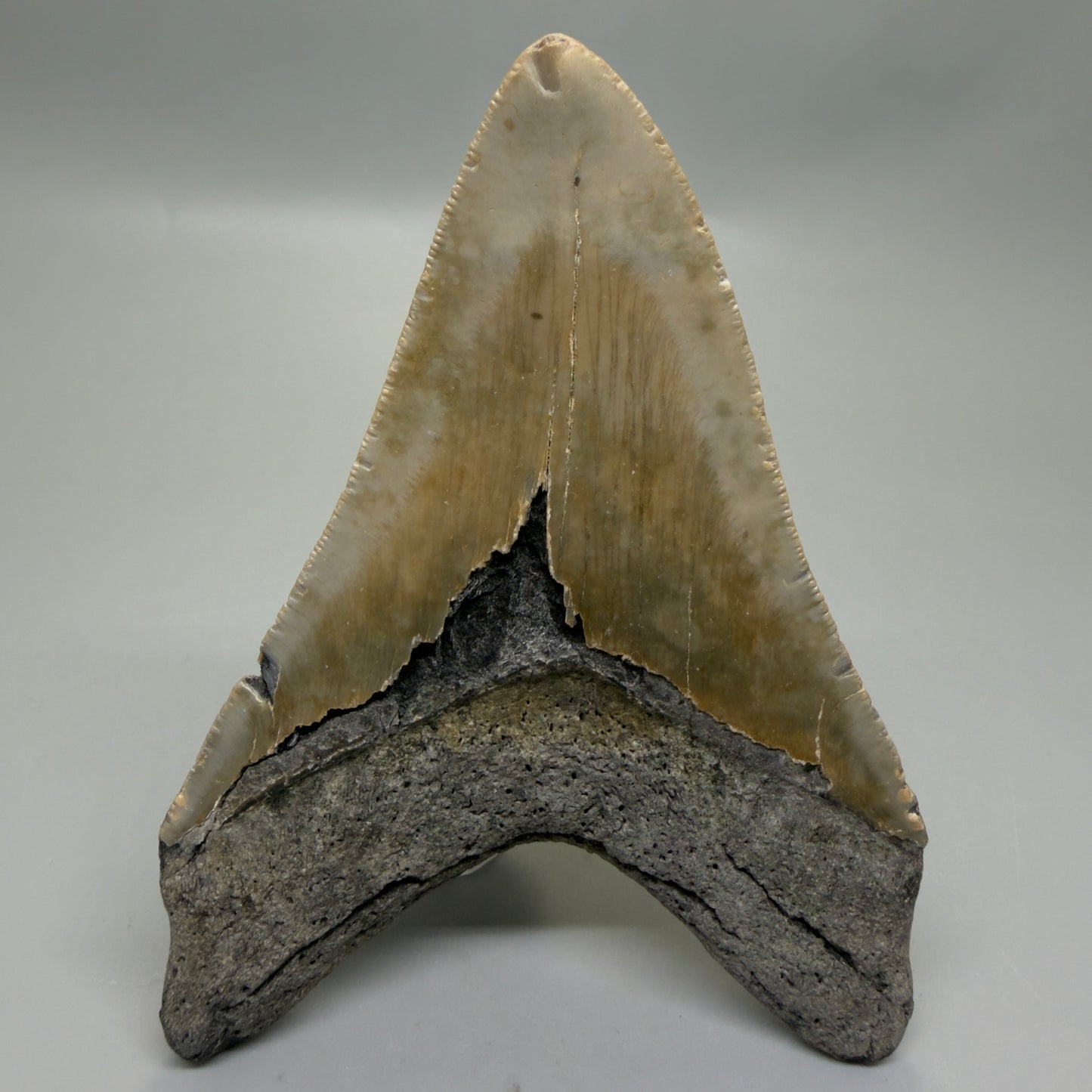Back View Colorful 4.41" Authentic Megalodon Tooth – North Carolina Fossil | Carcharocles megalodon CM6312