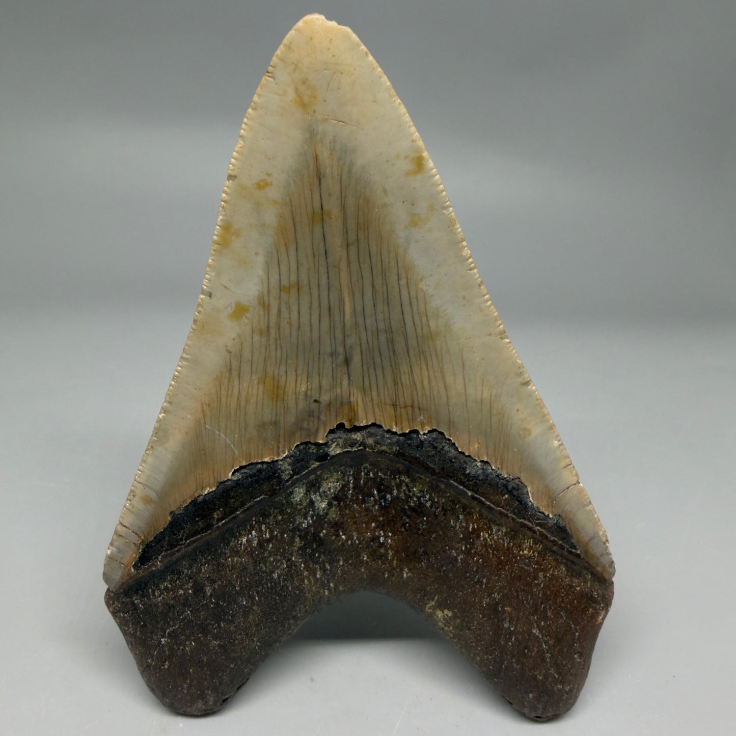 Back View Colorful 4.04" Authentic Megalodon Tooth – North Carolina Fossil | Carcharocles megalodon CM6310