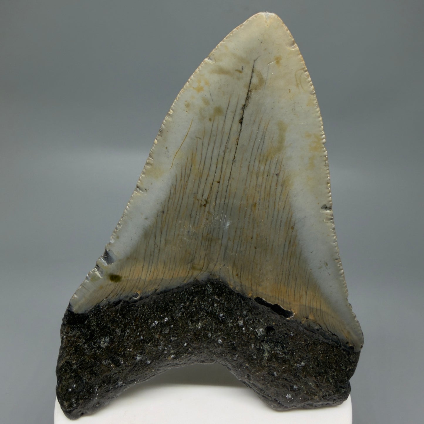 Back View Colorful 3.86" Fossil Megalodon Tooth from North Carolina - megalodonteeth.com CM6307