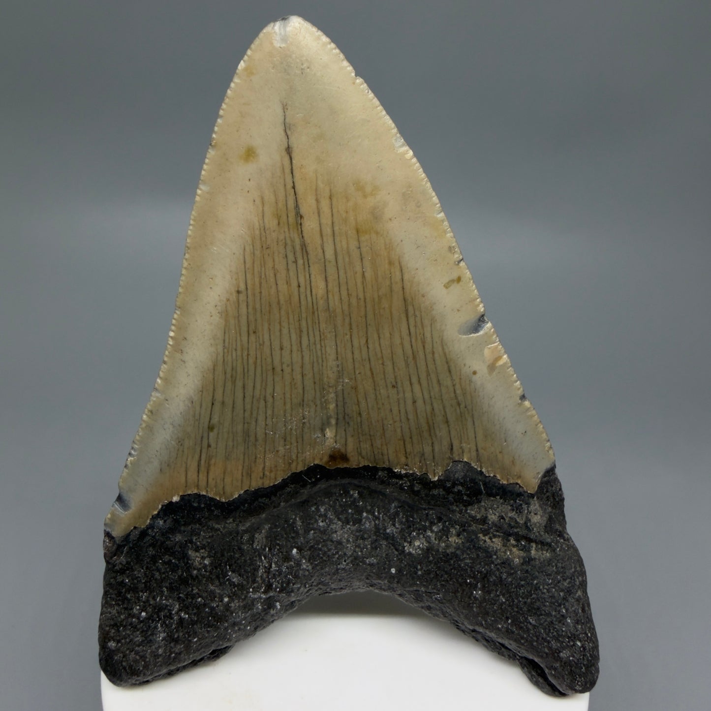 Back View Colorful 3.81" Fossil Megalodon Tooth from North Carolina - megalodonteeth.com CM6306
