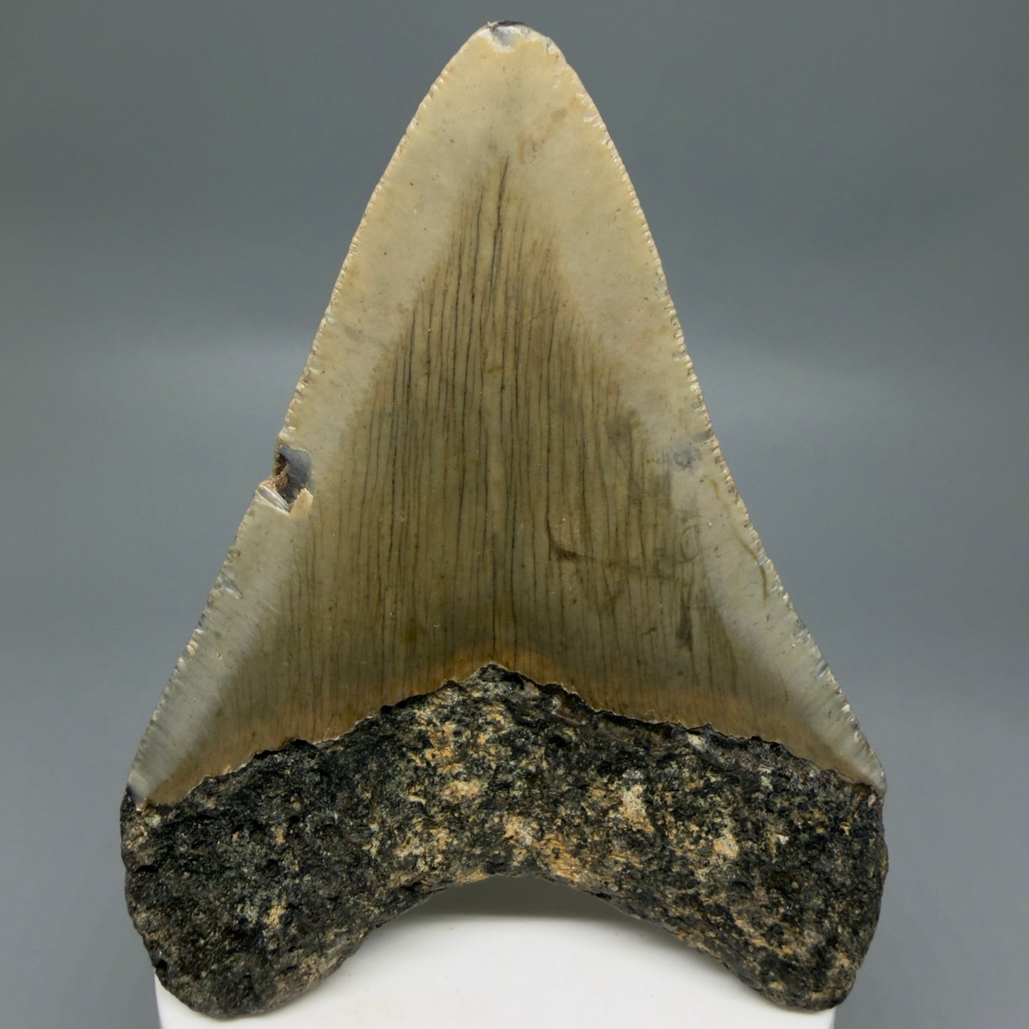 Back View Colorful 3.72" Fossil Megalodon Tooth from North Carolina - megalodonteeth.com CM6305