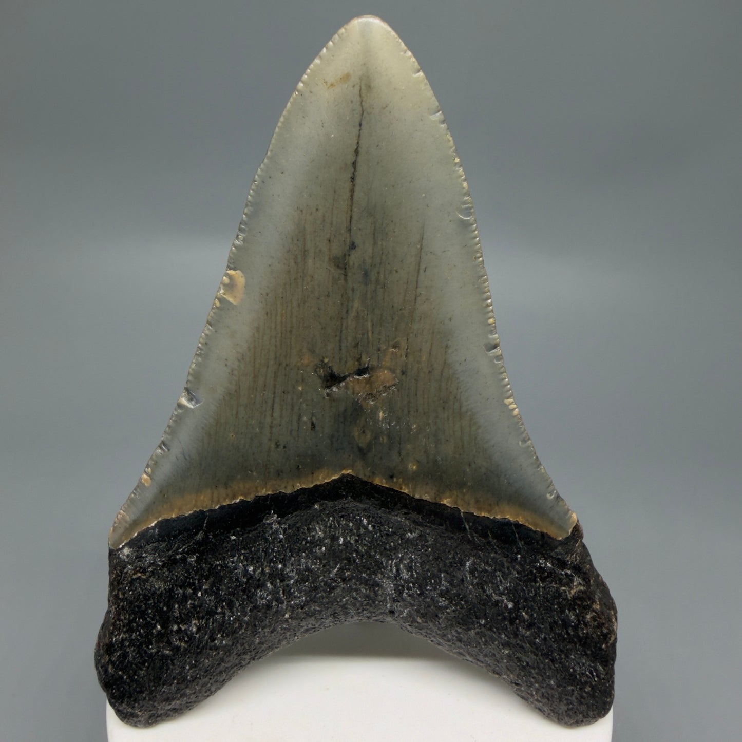Back View Colorful 3.74" Fossil Megalodon Tooth from North Carolina - megalodonteeth.com CM6304