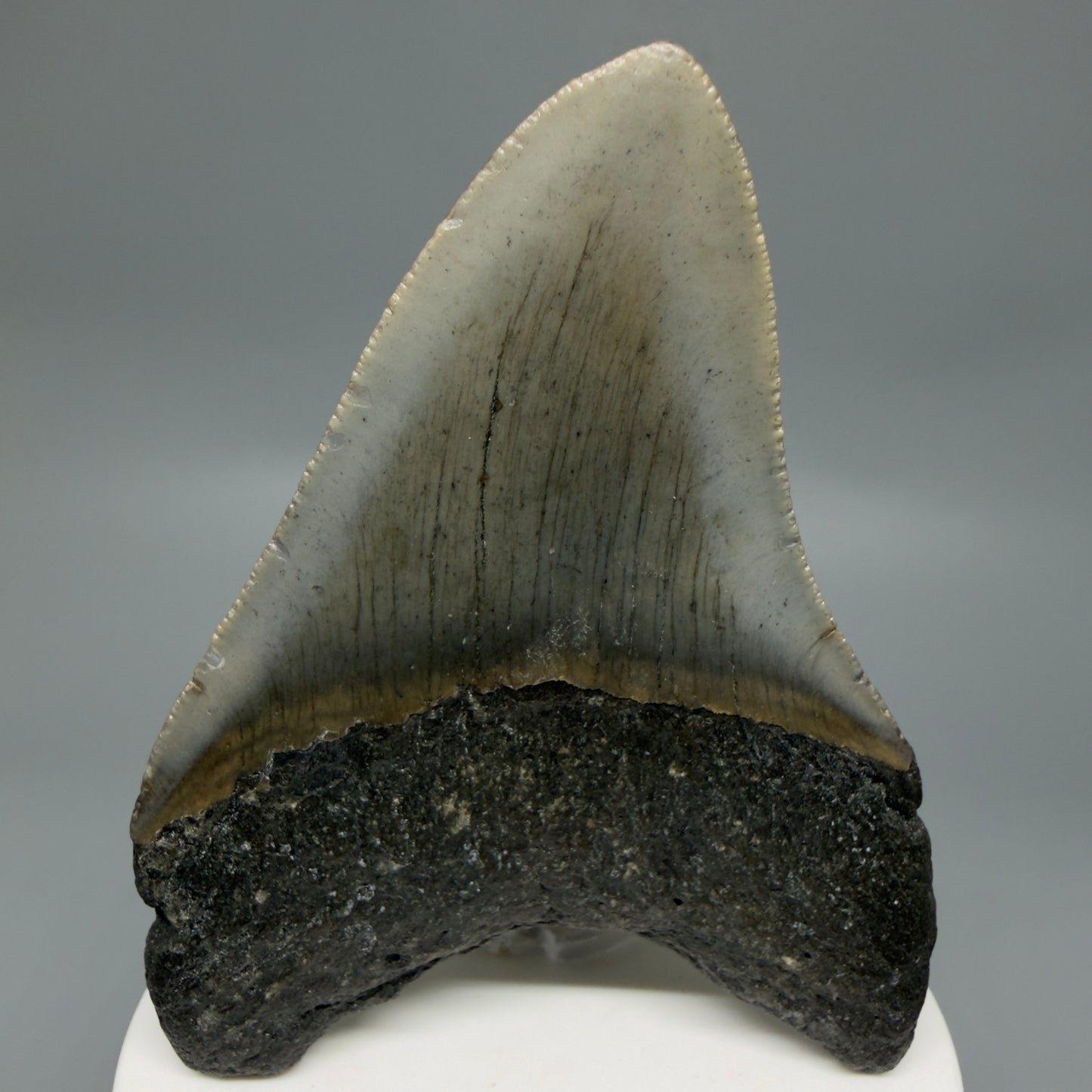 Back View Colorful 3.39" Fossil Megalodon Tooth from North Carolina - megalodonteeth.com CM6300