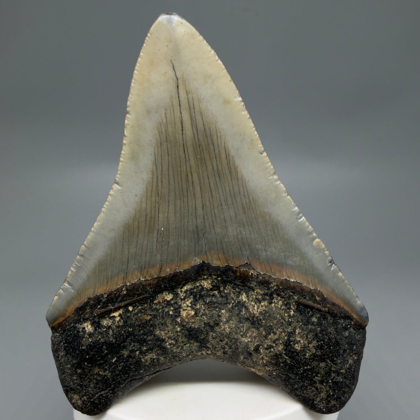 Back View Colorful 3.42" Fossil Megalodon Tooth from North Carolina - megalodonteeth.com CM6301