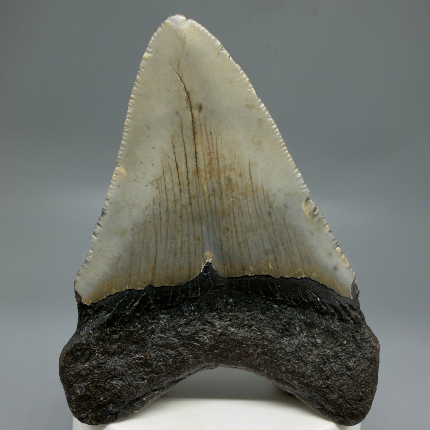 Back View Colorful 3.34" Fossil Megalodon Tooth from North Carolina - megalodonteeth.com CM6299
