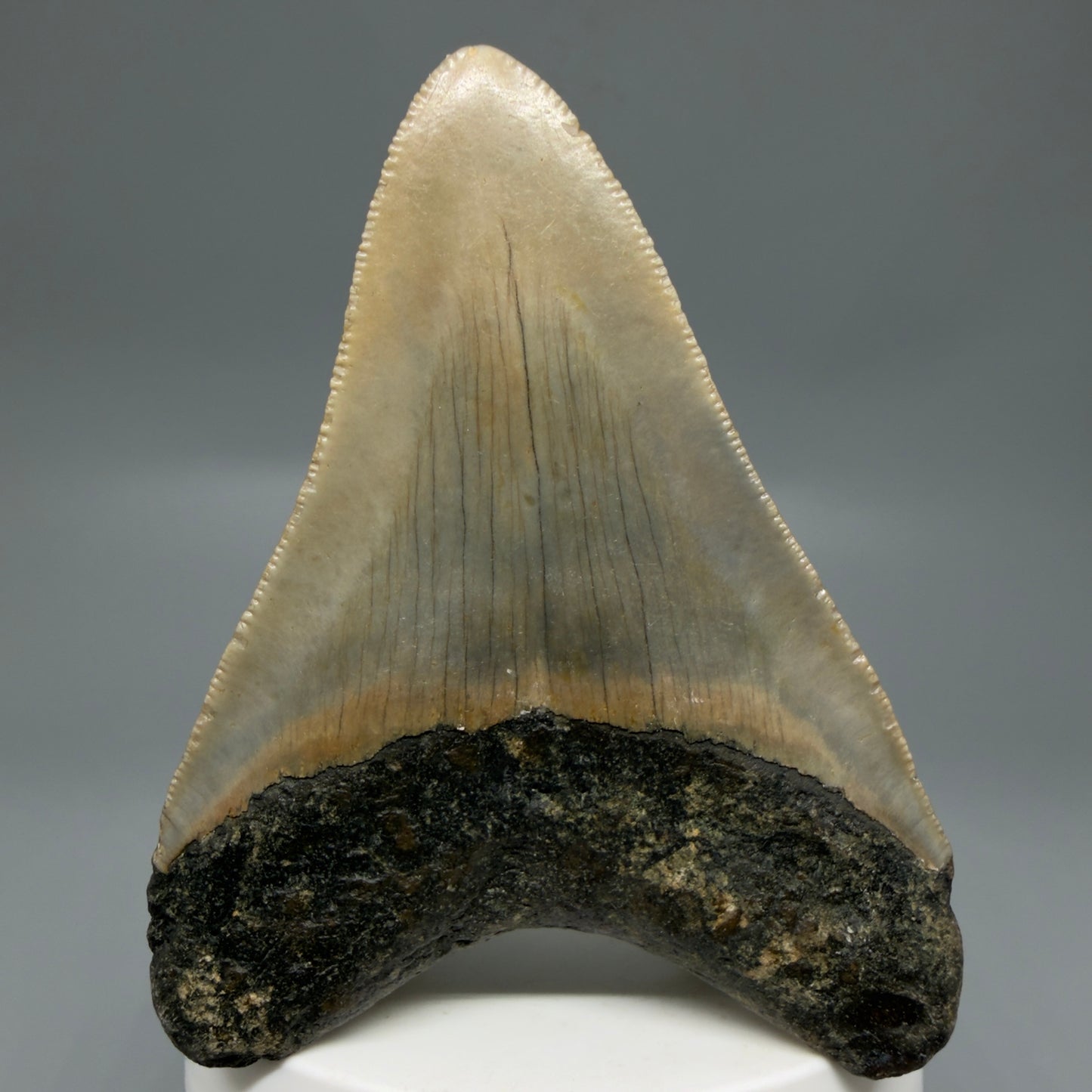 Back View Colorful 3.25" Fossil Megalodon Tooth from North Carolina - megalodonteeth.com CM6298