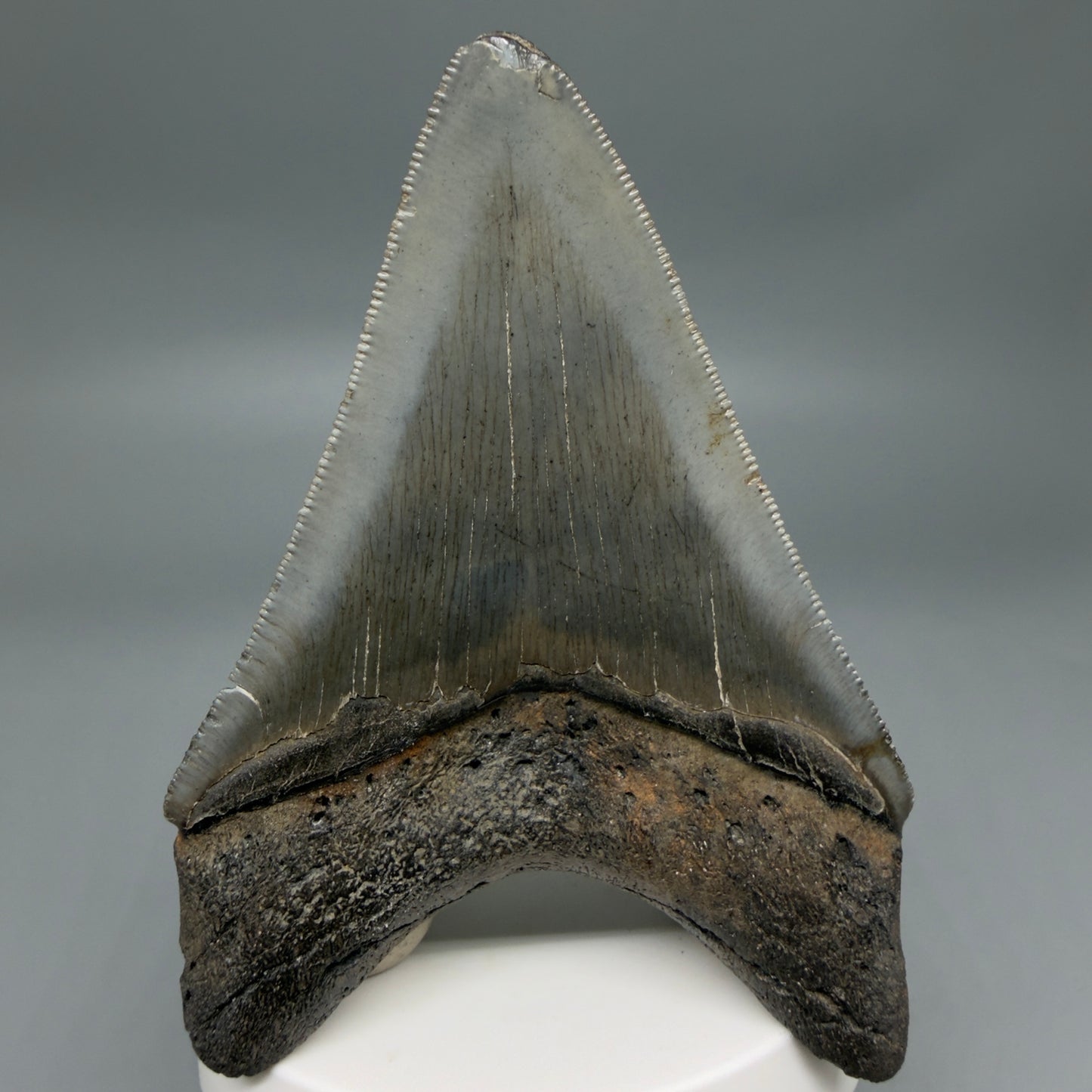 Back View Colorful lower, sharply serrated 3.65" Fossil Megalodon Tooth from South Carolina MJ154