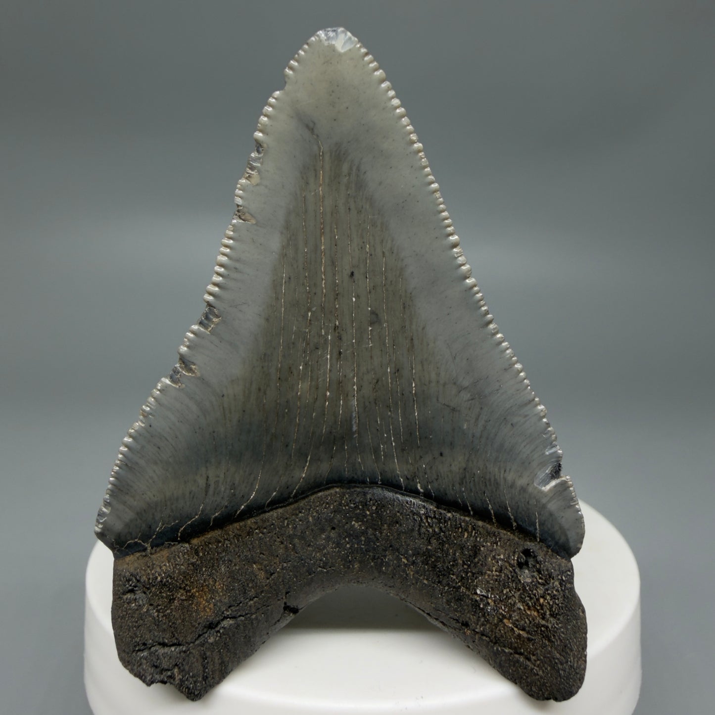 Back View 2.48" Dark colors Fossil Megalodon Tooth – South Carolina River Find | Authentic CM6351