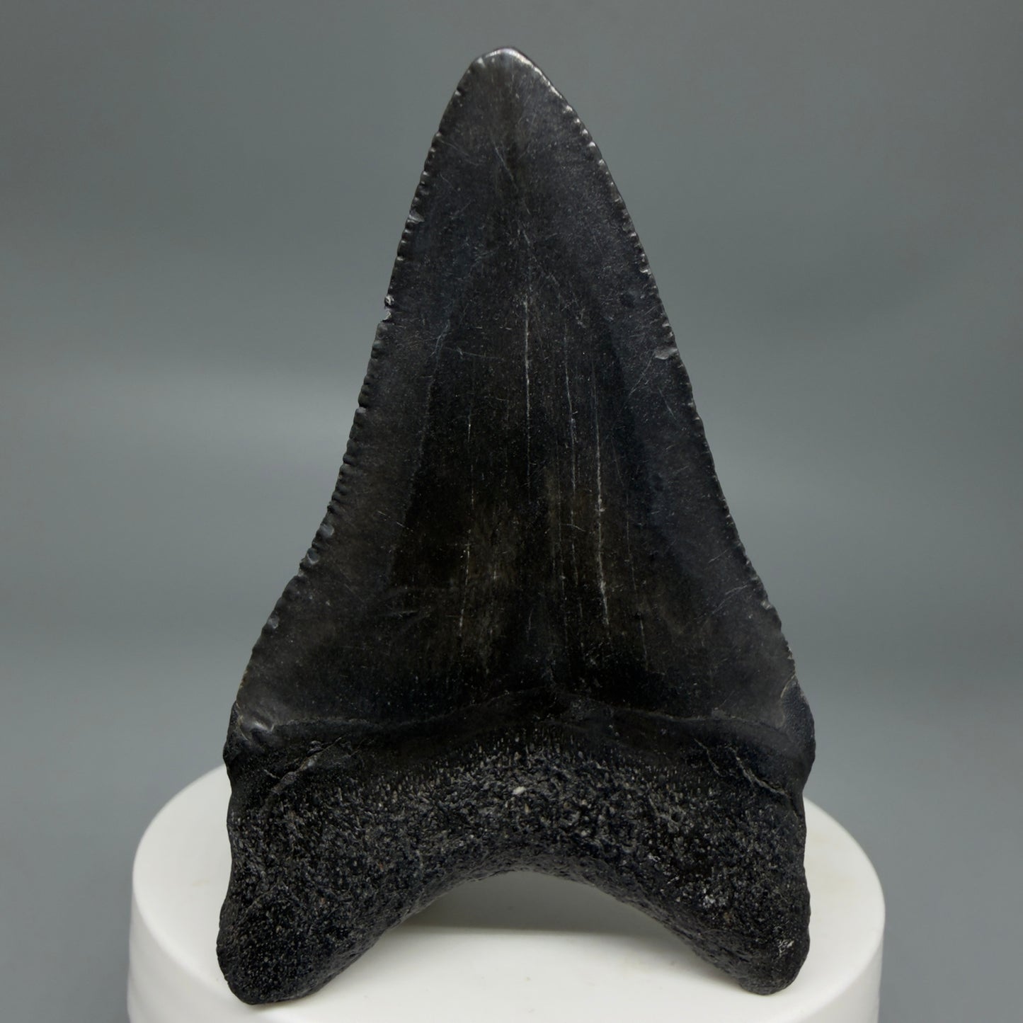 Back View Black 2.74" Fossil Megalodon Tooth – South Carolina River Find | Authentic CM6352