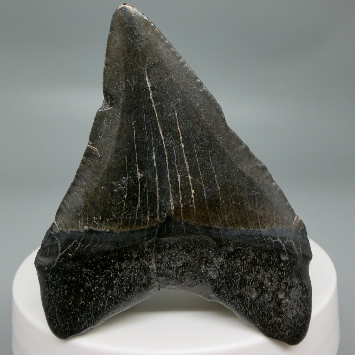 Back View 2.20" Colorful Fossil Megalodon Tooth – South Carolina River Find | Authentic CM6348
