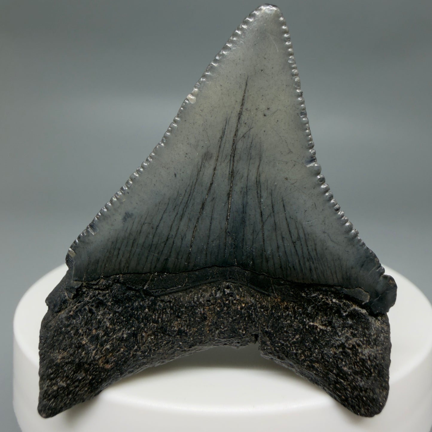Back View Colorful, serrated 2.00" Colorful Fossil Megalodon Tooth – South Carolina River Find | Authentic CM6345