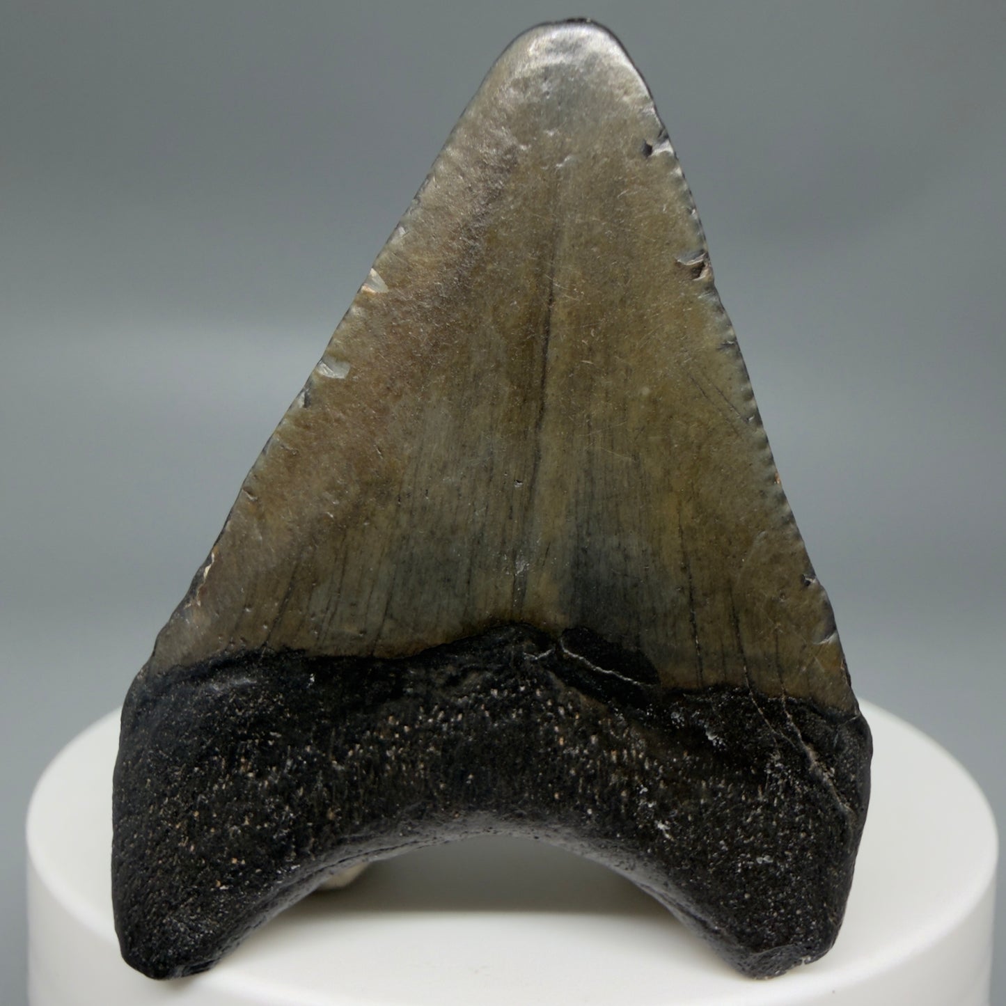 Back View 1.93" Colorful Fossil Megalodon Tooth – South Carolina River Find | Authentic CM6344