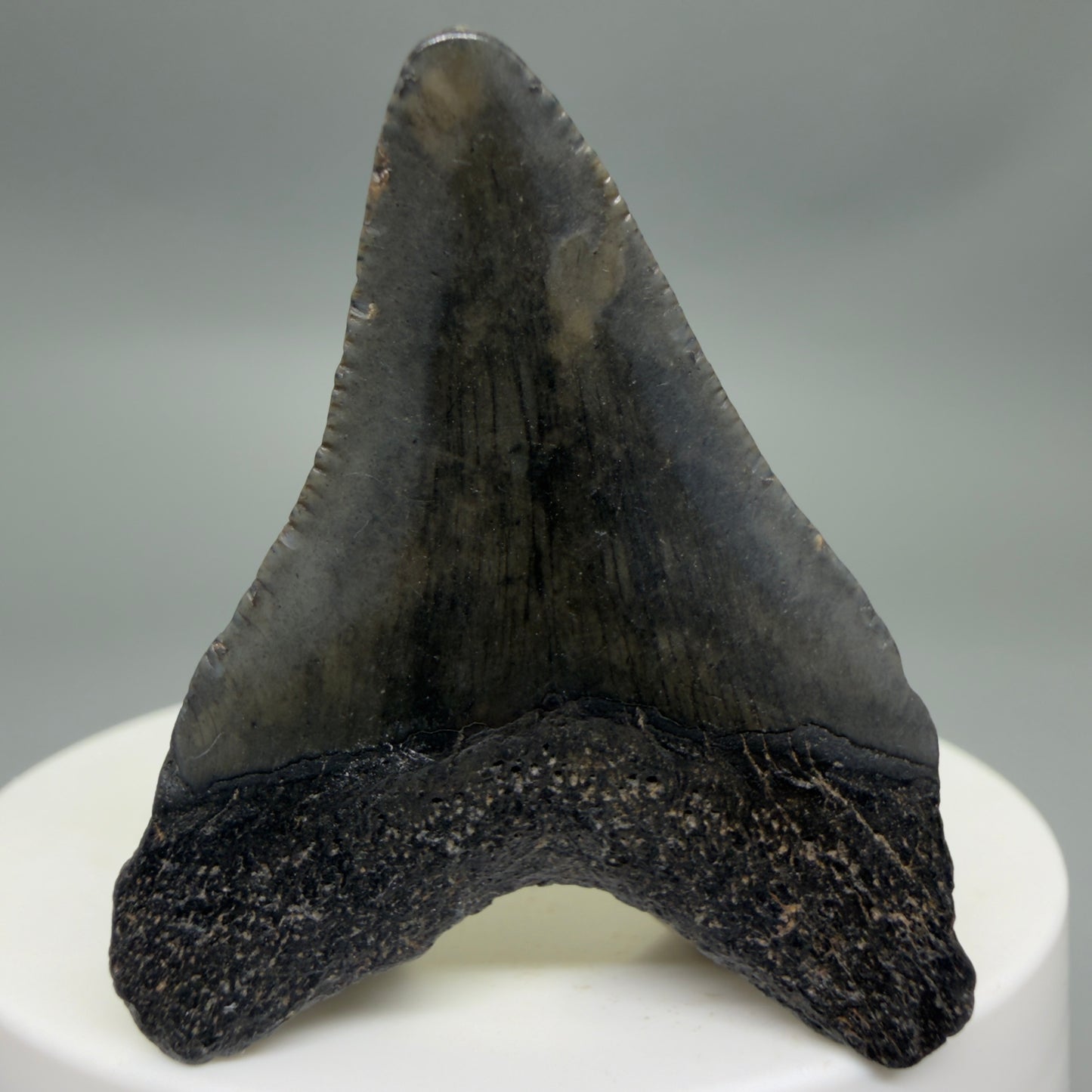 Back View 1.78" Colorful Fossil Megalodon Tooth – South Carolina River Find | Authentic CM6340