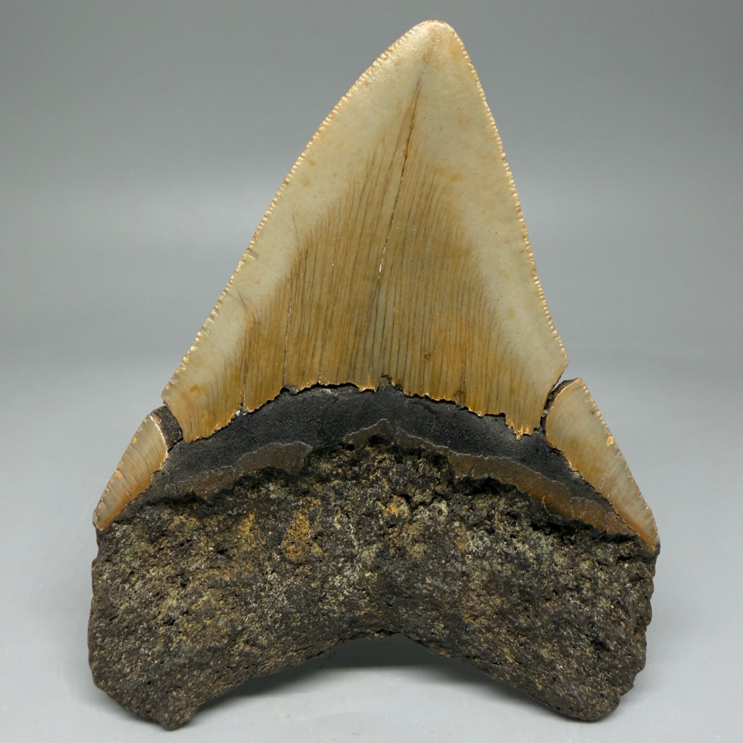 Back View Colorful 4.44" Authentic Megalodon Tooth – North Carolina Fossil | Carcharocles megalodon CM5893