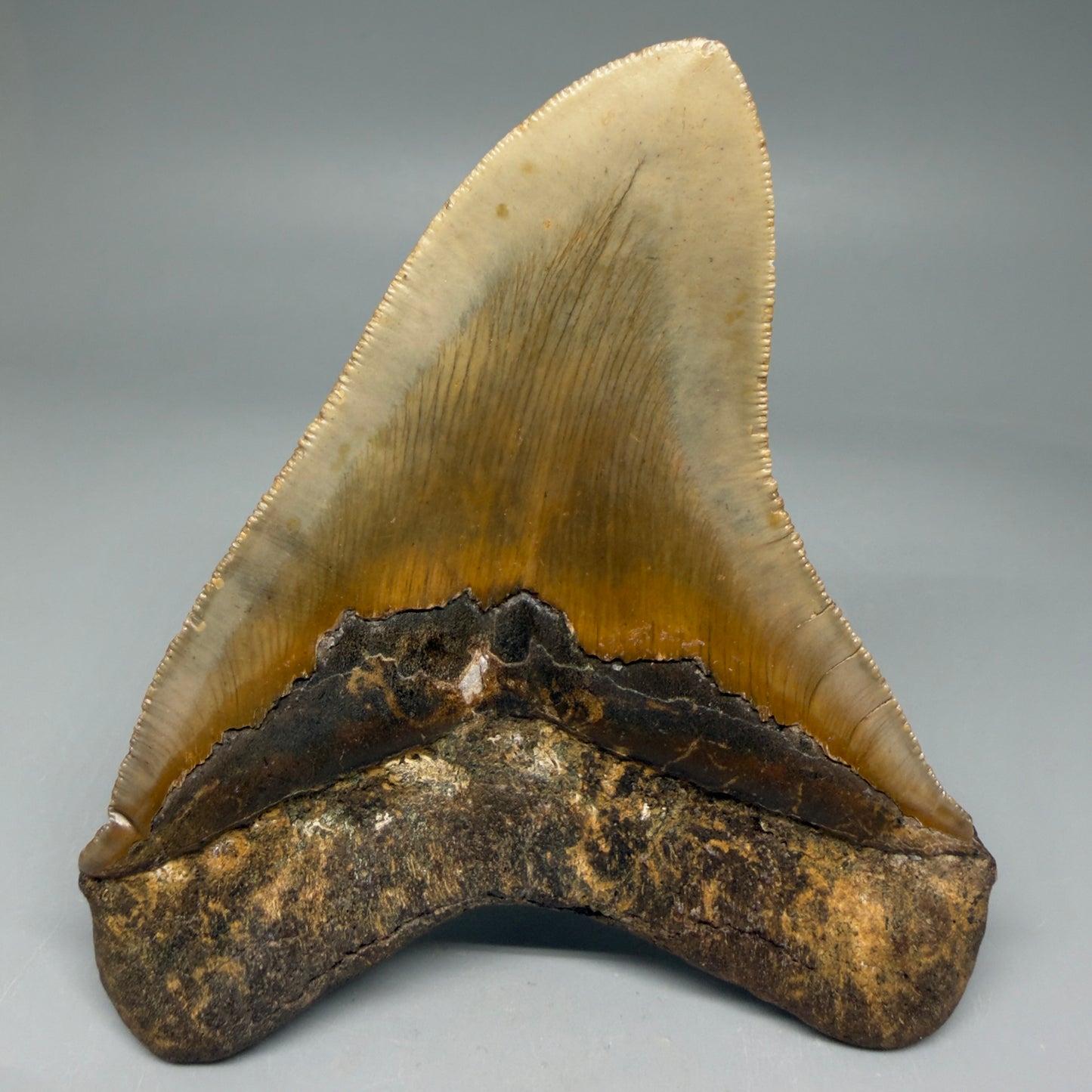 Back View Colorful 4.55" Authentic Megalodon Tooth – North Carolina Fossil | Carcharocles megalodon CM5894