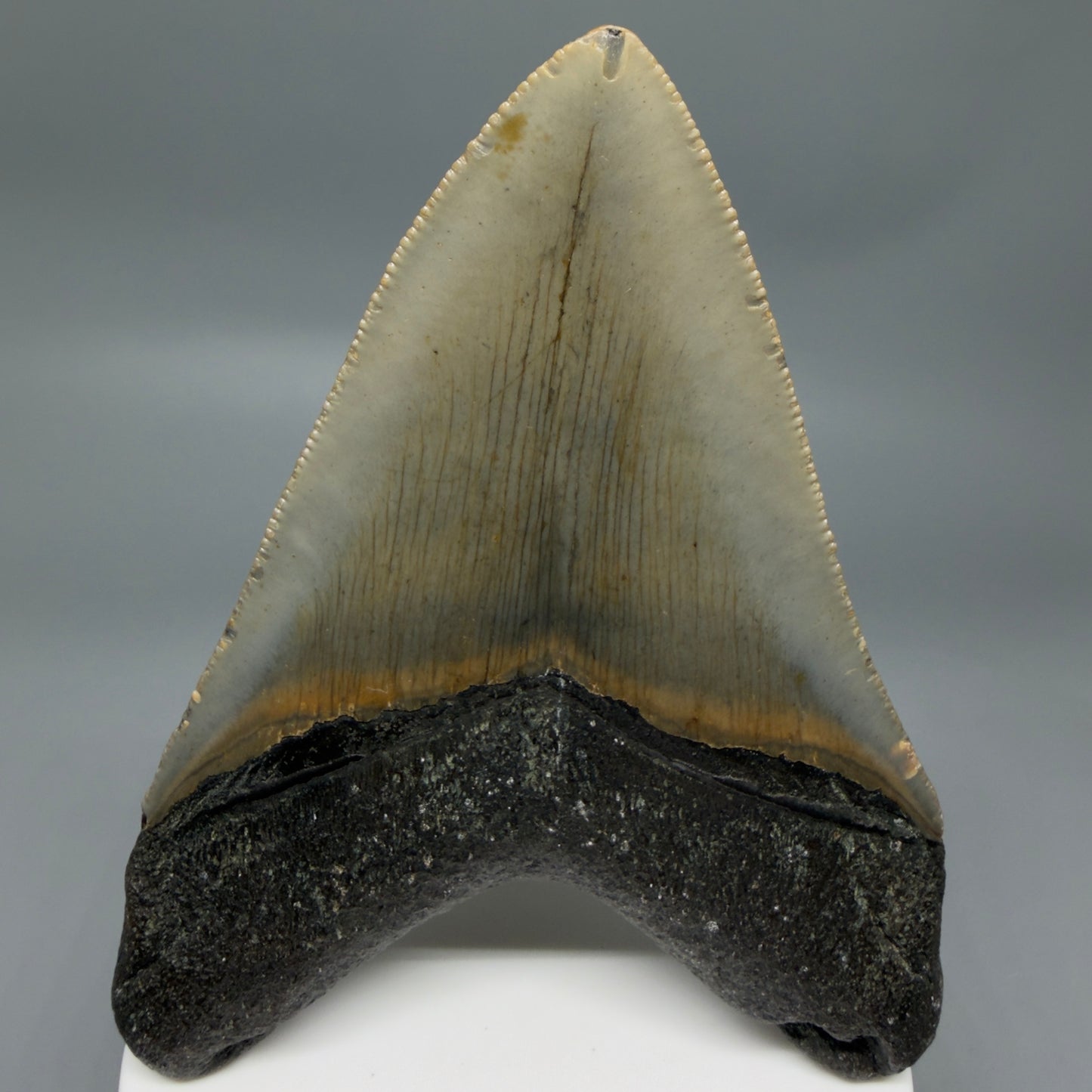 Back View Colorful 3.81" Fossil Megalodon Tooth from North Carolina - megalodonteeth.com CM6365