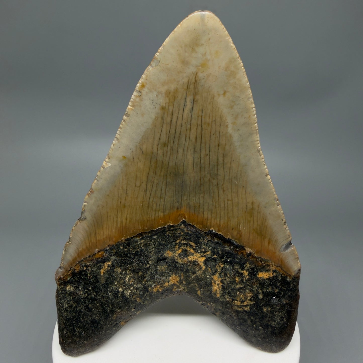 Back View Colorful 3.77" Fossil Megalodon Tooth from North Carolina - megalodonteeth.com MC6364