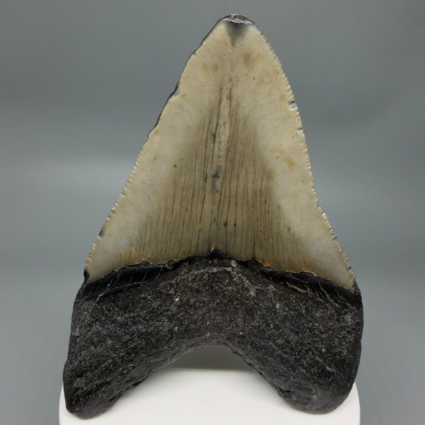 Back View Colorful 3.65" Fossil Megalodon Tooth from North Carolina - megalodonteeth.com CM6361