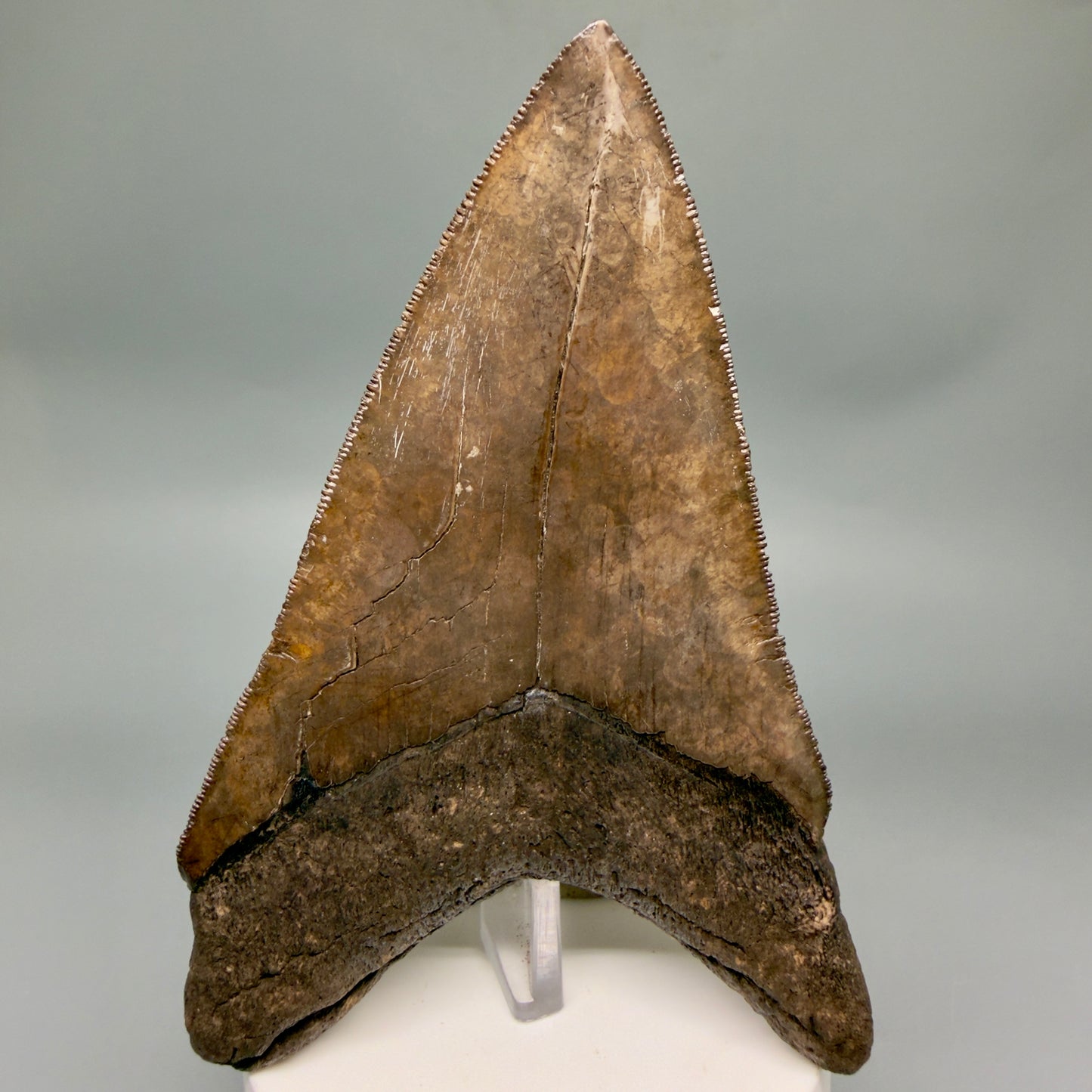 Back View Amazing prints, lower 4.61" Fossil Megalodon Tooth from Georgia MJ188