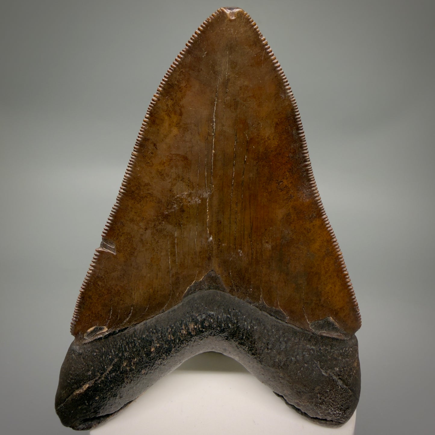 Back View Brown prints, sharply serrated 4.06" Fossil Megalodon Tooth from Georgia MJ176