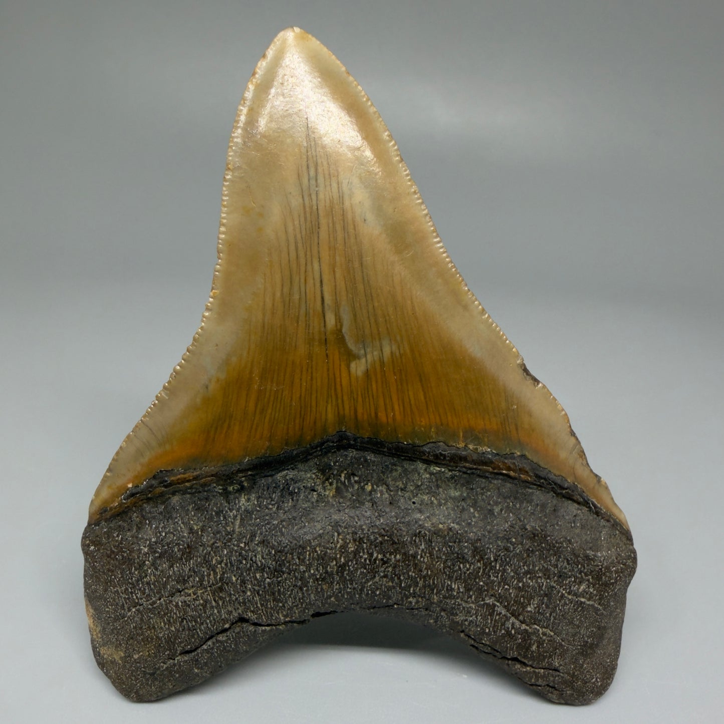 Back View Colorful 3.71" Fossil Megalodon Tooth from North Carolina CM5441